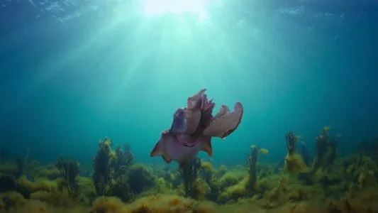 Image Animal (2021) 4