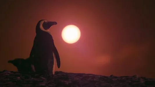 Image Colonia Pinguinos (Penguin Town) 3