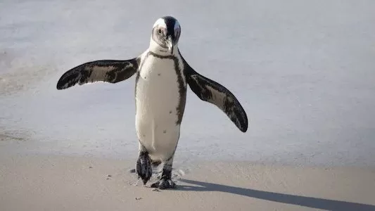 Image África: El Corazón Salvaje de la Tierra 6